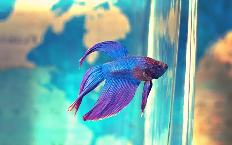 purple betta fish