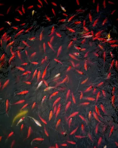 stop goldfish breeding