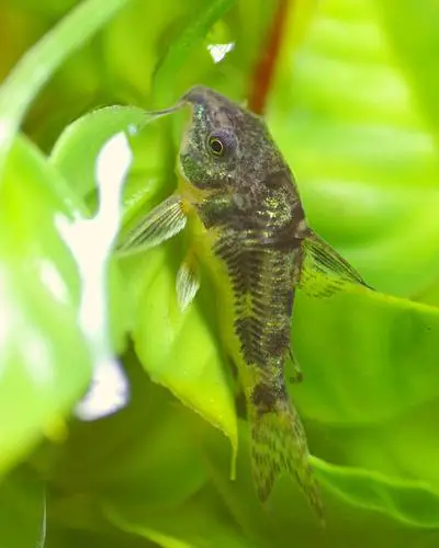 punctatus cory catfish