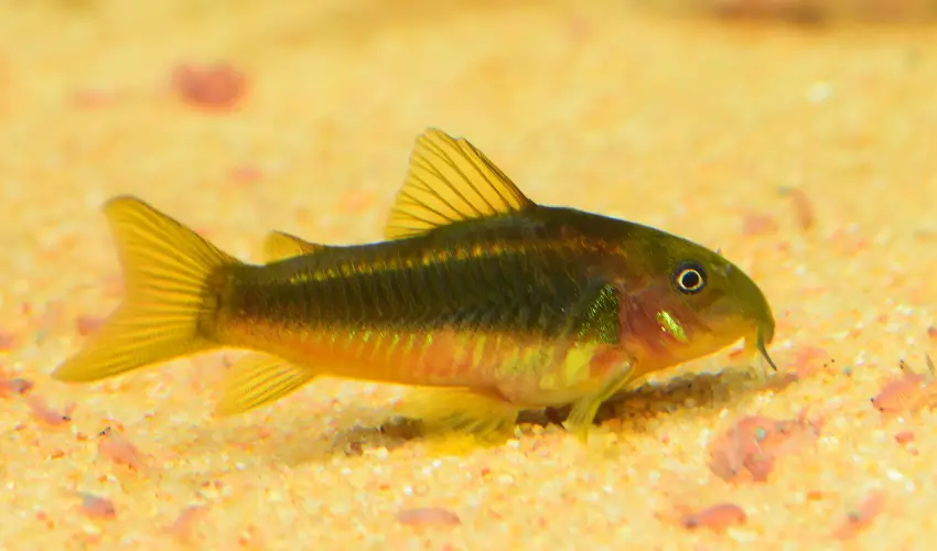What Do Cory Catfish Eat in a Tank? (Corydoras Food List)