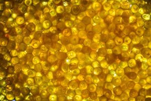 How Often Do Goldfish Lay Eggs & What does it Look Like?