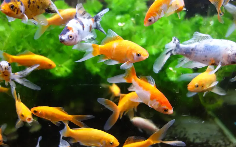 when is goldfish breeding season