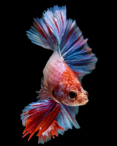 Where Do Betta Fish Live in the Wild? (5 Interesting Facts)