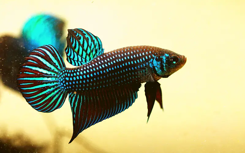 wild betta fish