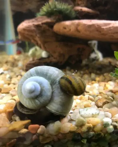 will Cory catfish eat snails