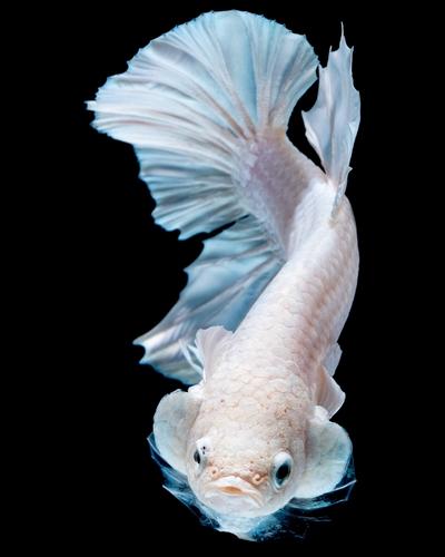 Betta losing color and laying on bottom of tank