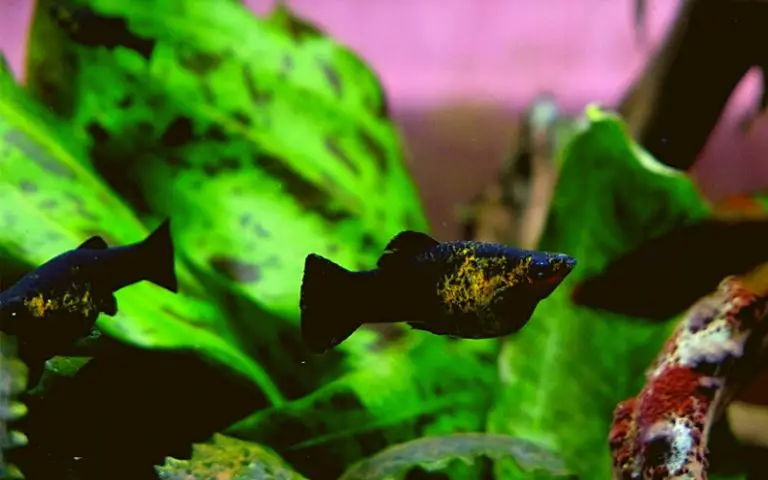 Do Mollies Lay Eggs or Give Live Birth (5 Care & Birth Tips)