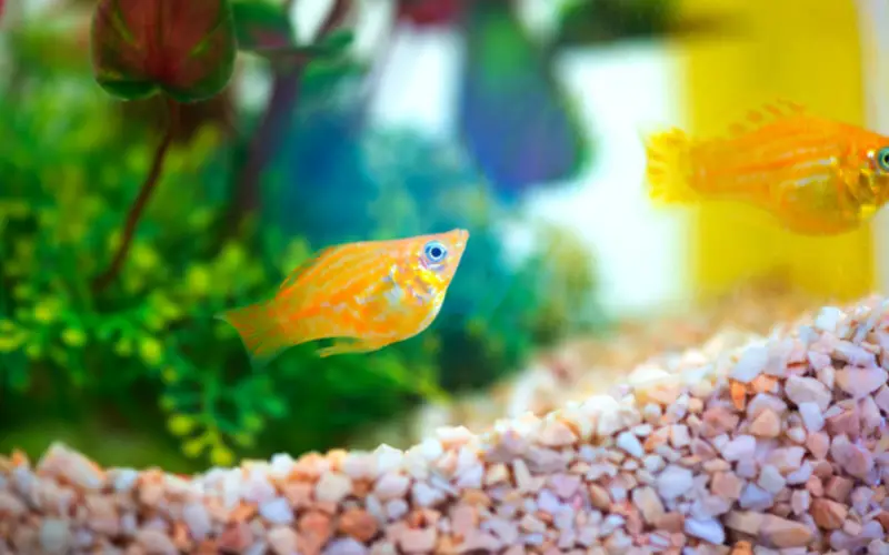 Breeding of molly fish