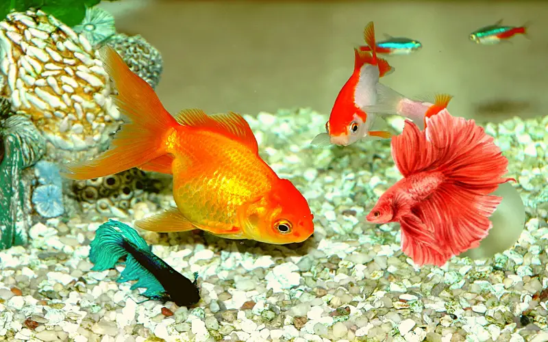 Can a Betta Fish Eat Goldfish Food