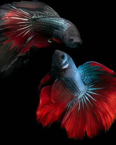 Can a male and female betta fish live together