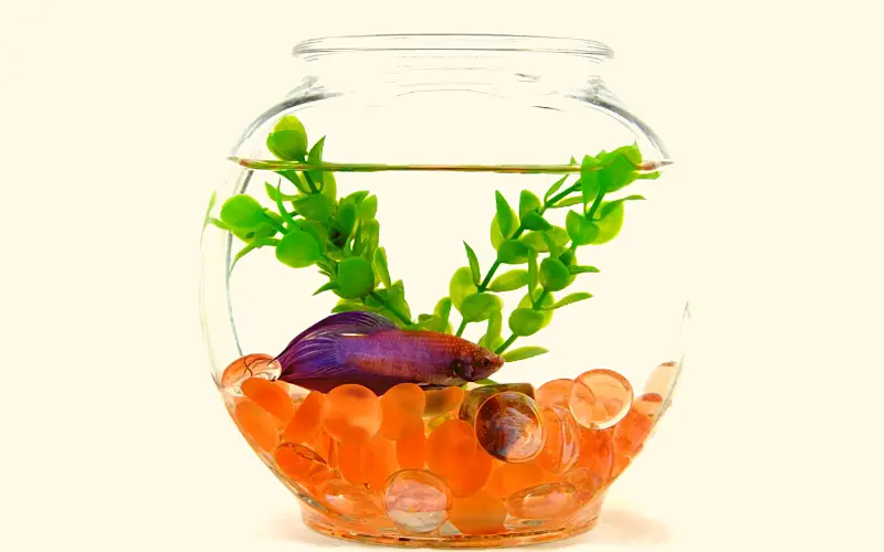 Can Betta Fish Live in a Bowl Without a Filter? (Solved)