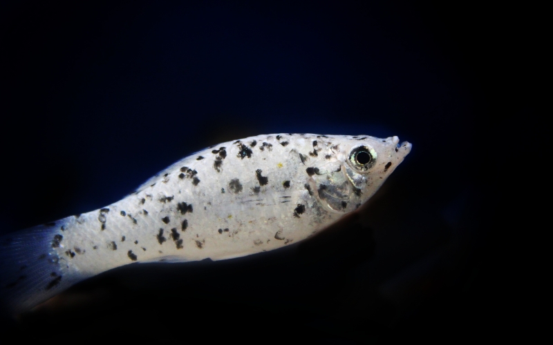 Can dalmation mollies live with bettas