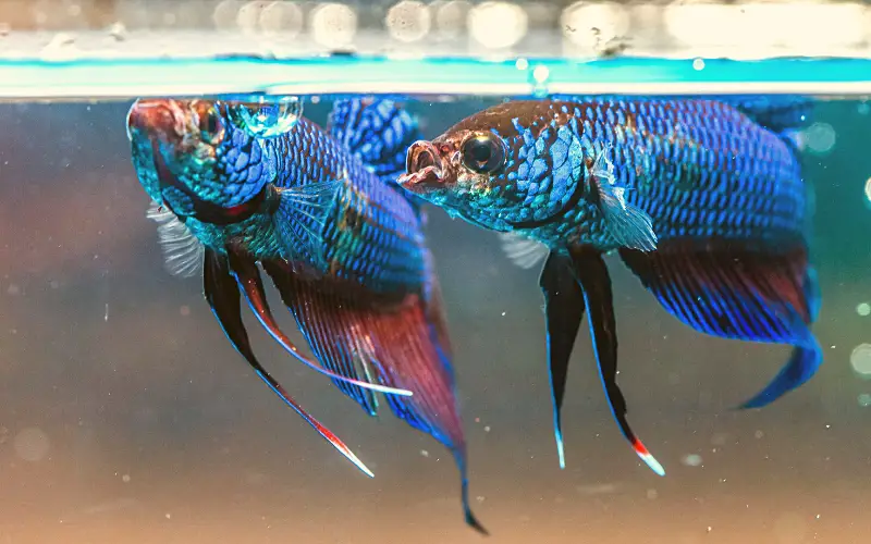 Can male and female betta fish live together