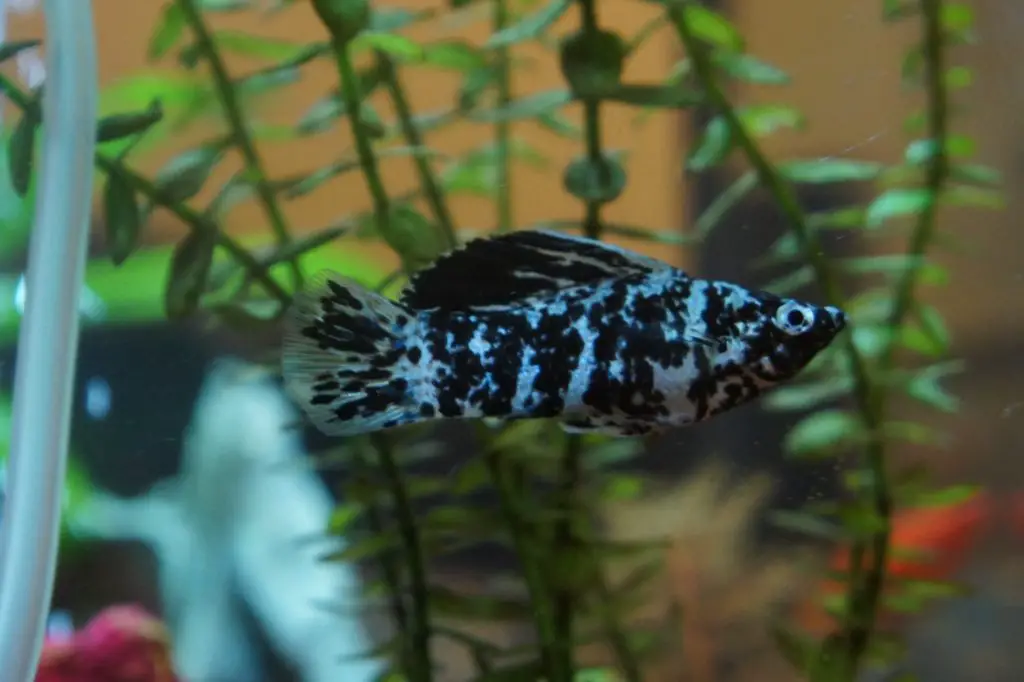 dalmatian lyretail molly