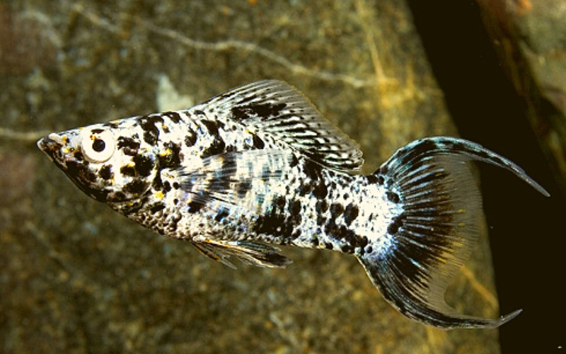 How long do dalmation mollies live