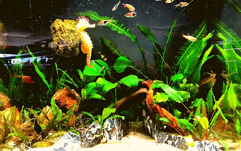 How many fish in a 10 gal tank