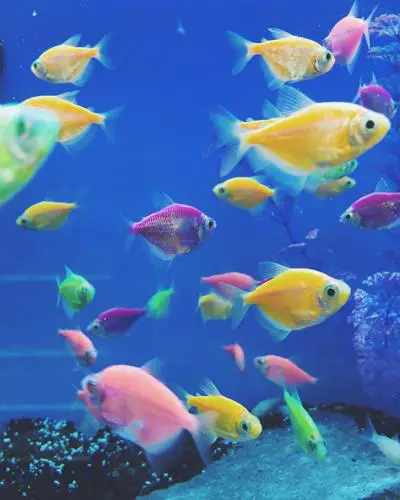 How many fish in a 10 gallon tank