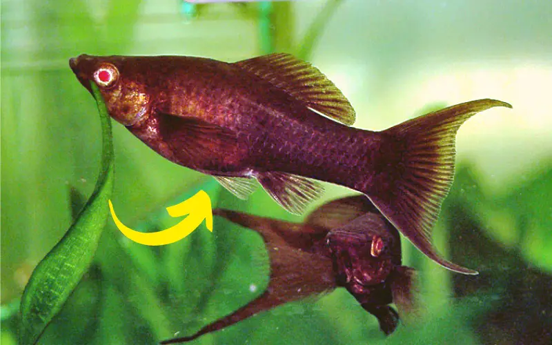 Molly Fish Giving Birth Signs