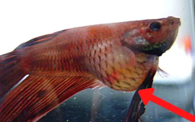 Pineconing betta fish