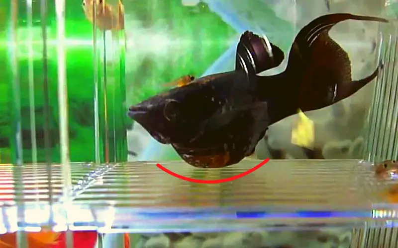 pregnant black molly fish
