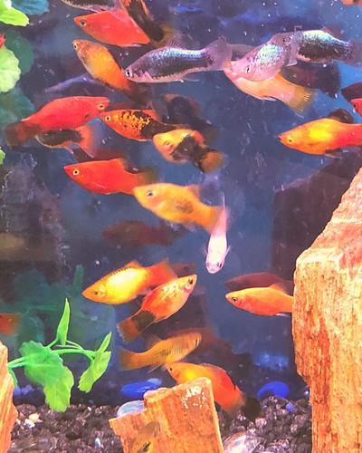 breeding molly fish