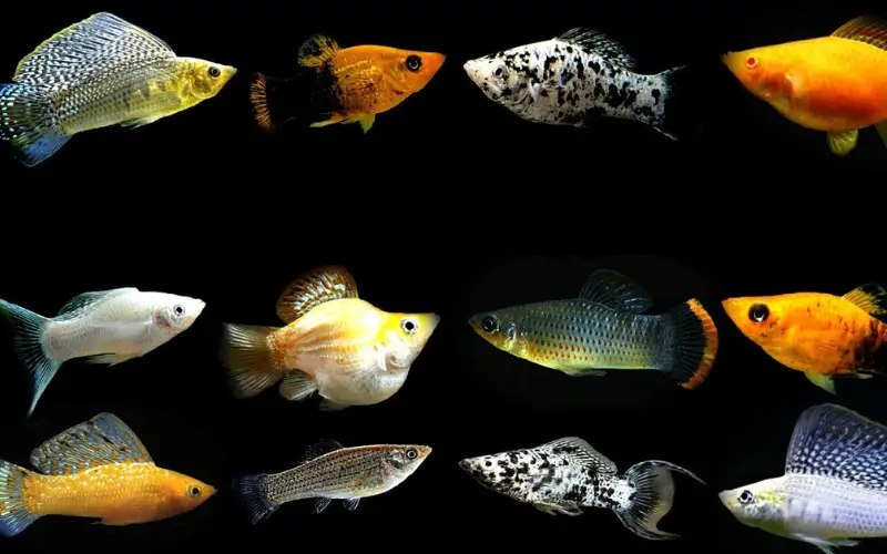 Most Popular Types of Mollies Fish