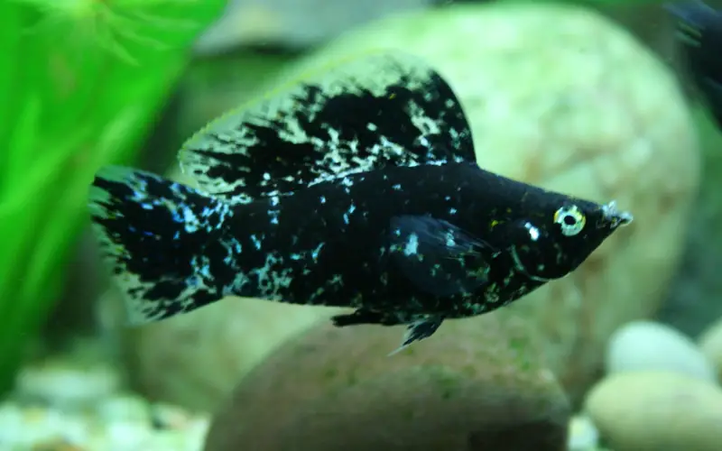 What Do Dalmation Mollies Eat 7 Best Molly Fish Food (List)