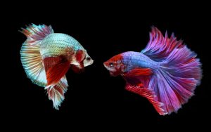 Betta Fish Fights Explained: Behavior, Triggers & Solutions