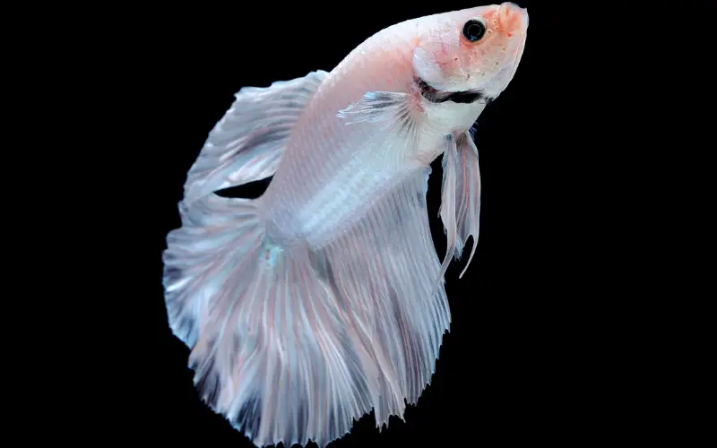 Why Is My Betta Fish Turning White? (Symptoms & Curing Tips)