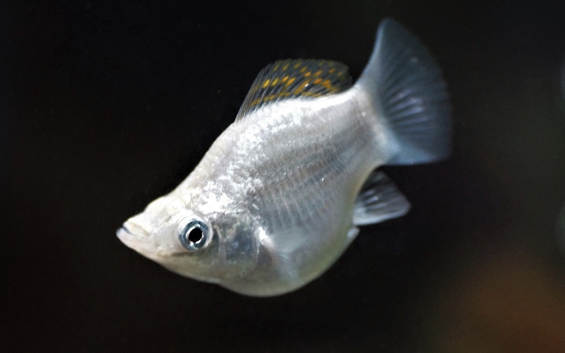 Why Is My Black Molly Turning White