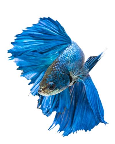 betta fish signs of stress