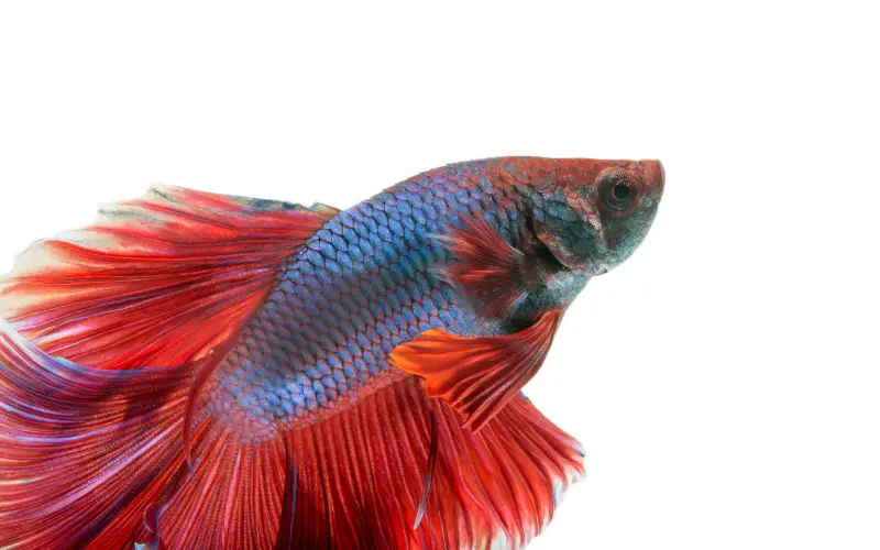 how-long-can-a-betta-fish-live-out-of-water-shocking-fact