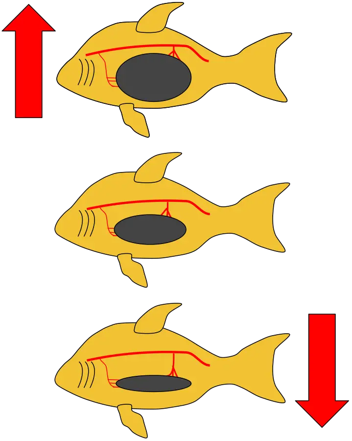 swim bladder disease in betta