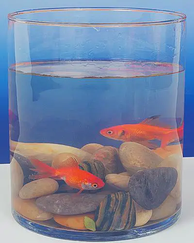 Are goldfish bottom feeder fish