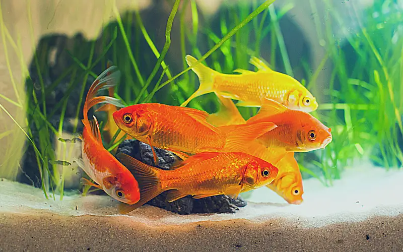 Are goldfish bottom feeders