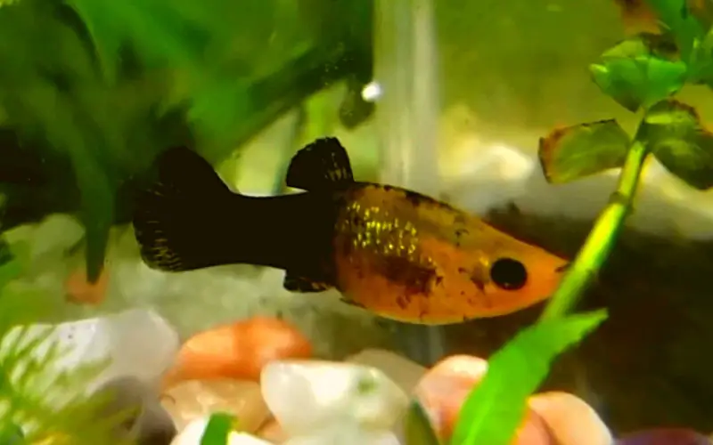 Black and Yellow Molly Fish