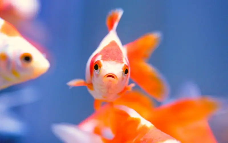 Can Goldfish Live Together