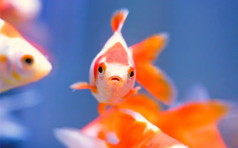 Can Goldfish Live Together? Let's Clear Up All the Confusion