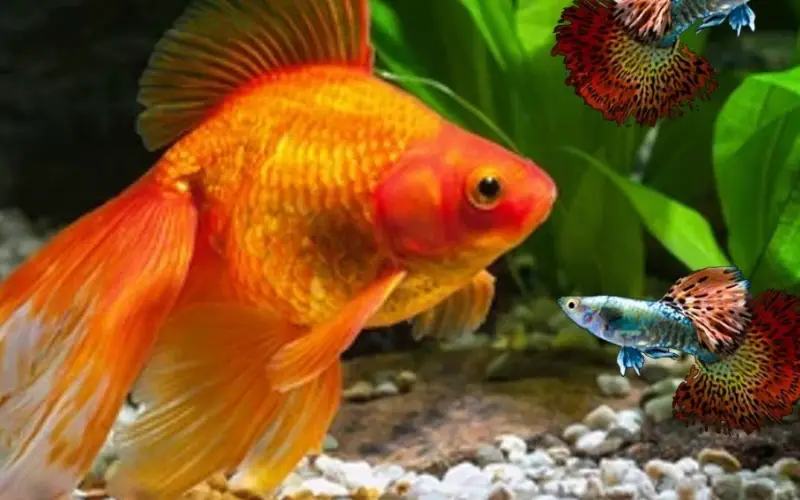 Can Guppies Live with Goldfish Peacefully Without Eating?