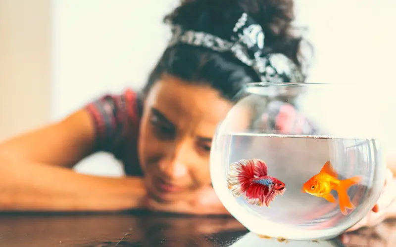 Can betta fish live with goldfish