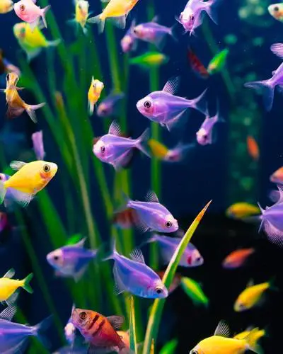 Can glofish live with goldfish 1