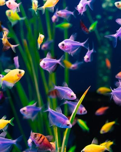 Can glofish live with goldfish 1