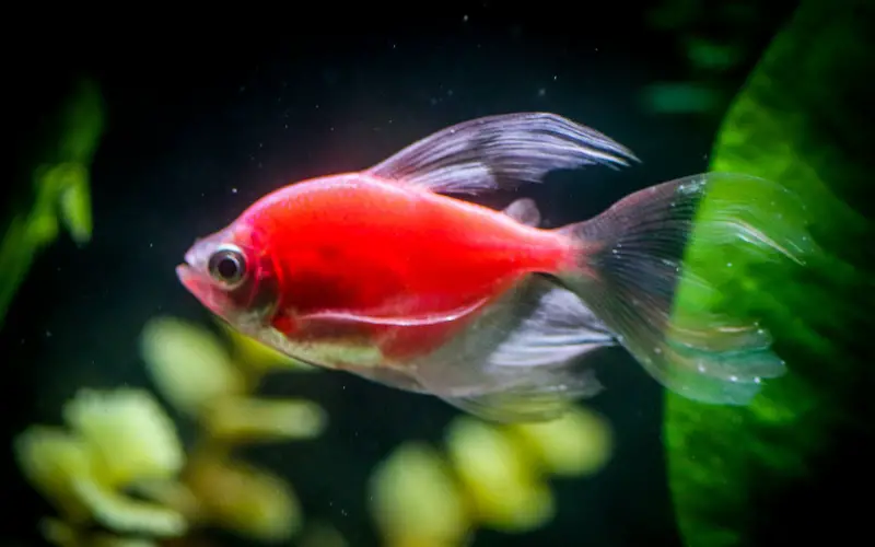 Can glofish live with goldfish