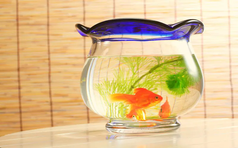 can goldfish live in a bowl