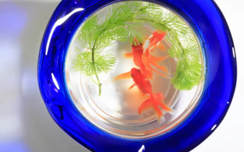 Can goldfish live in bowl