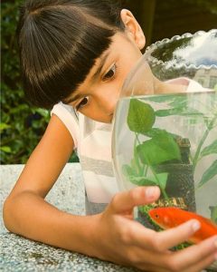 Goldfish Aquarium Setup Usa Air Pump For Beginners photo
