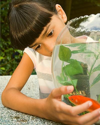 Can goldfish live in bowls