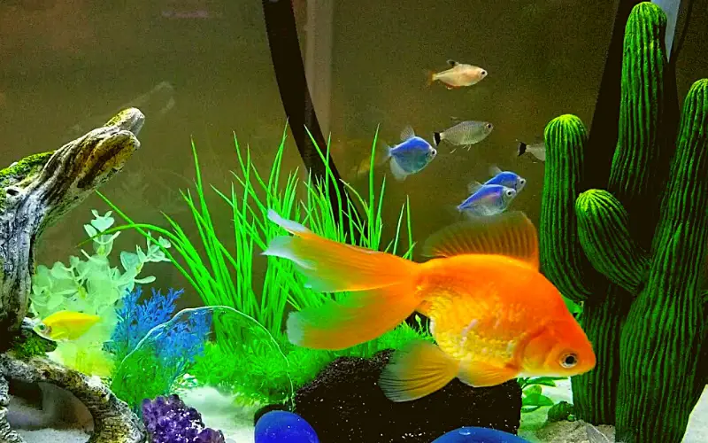 Can goldfish live with glofish
