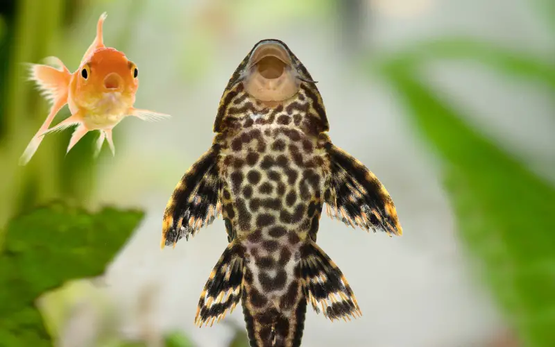 Can Plecos Live with Goldfish? 9 Amazing Goldfish Companions