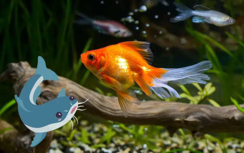 Do Catfish Eat Goldfish? (Top 9 Most Safe Goldfish Mates)